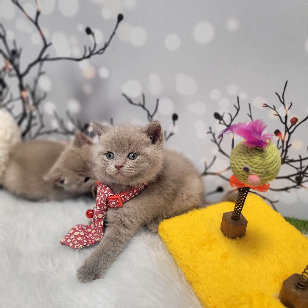 فروش بچه گربه لیلاک برتیش