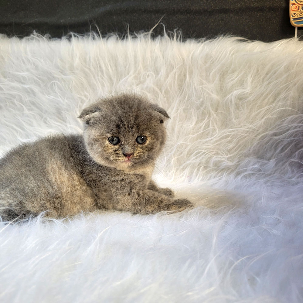 بچه گربه اسکاتیش طوسی