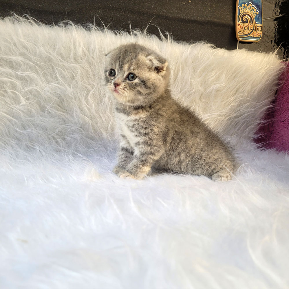 بچه گربه اسکاتیش بلو سیلور